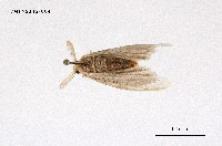 藏品(褐黃毒蛾)的圖片